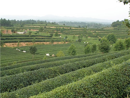 Changsha Jinjing Demonstration base